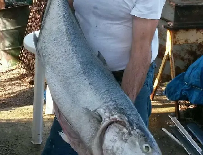 公寓 Casa Maro' 巴勒莫